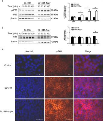 Salmonella Effector SpvB Inhibits NF-κB Activity via KEAP1-Mediated Downregulation of IKKβ